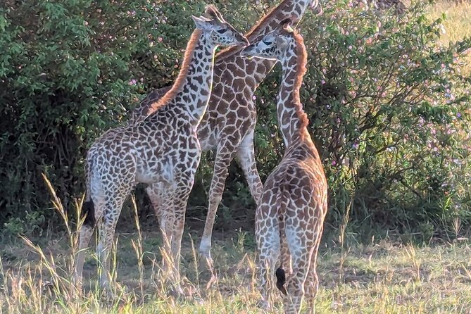 3 Days 2 Nights Maasai Mara Group Safari by 4WD From Nairobi - Day Three: Breakfast, Checkout, and Back to Nairobi