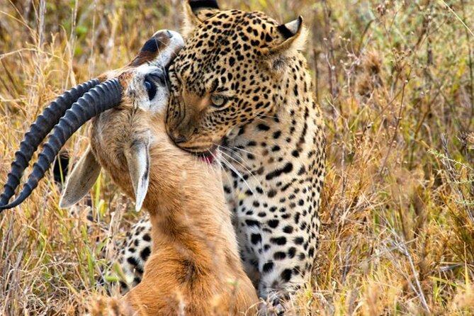 3 Days 2 Nights Maasai Mara Group Safari by 4WD From Nairobi - Group Safari Comfort: Why Max 8 Travelers Helps