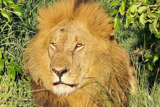 3 Days 2 Nights Maasai Mara Group Safari by 4WD From Nairobi - Accommodation at Rhino Tourist Tent: The Comfort Details That Matter