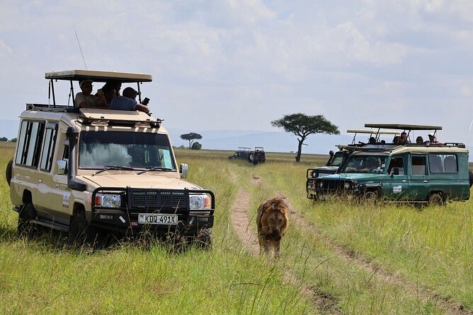 3 Days 2 Nights Maasai Mara Group Safari by 4WD From Nairobi - Animals and Moments: What You Should Actually Aim For