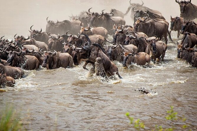 3 Days 2 Nights Maasai Mara Group Safari by 4WD From Nairobi - Full Day Two: Big Five Hunting, Hippos, and Nile Crocodiles