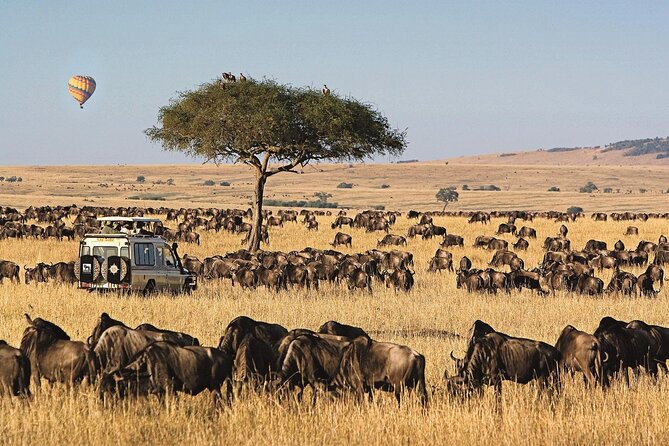 3 Days 2 Nights Maasai Mara National Reserve Joining Safari - Day 2 Morning and Evening: Mara River Picnic and the Big-Animal Chances