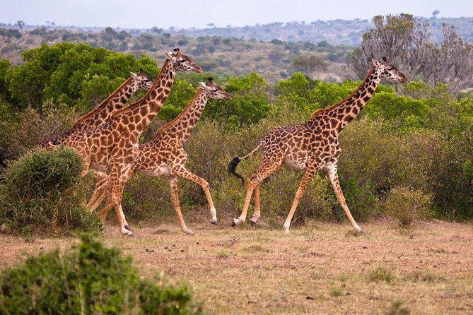 3 Days 2 Nights Masai Mara Joining Safari From Nairobi - Day 3: Dawn Game Drive, Breakfast, and Back to Nairobi by Lunchtime
