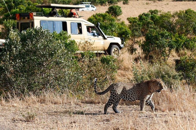 3 Days 2 Nights Masai Mara Joining Safari From Nairobi - Group Size, Hosts, and the Human Side of Safari Travel