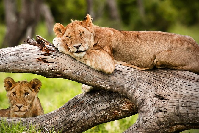3 Days 2 Nights Masai Mara Joining Safari From Nairobi - How to Prepare Your Day to Make Wildlife More Likely