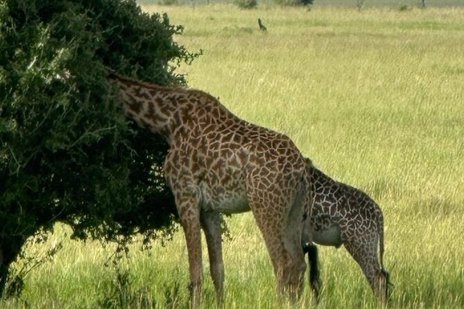 3 Days 2 Nights Masai Mara Road Transport Safari - A Nairobi-to-Masai Mara Route That Gets You Into Wildlife Quickly