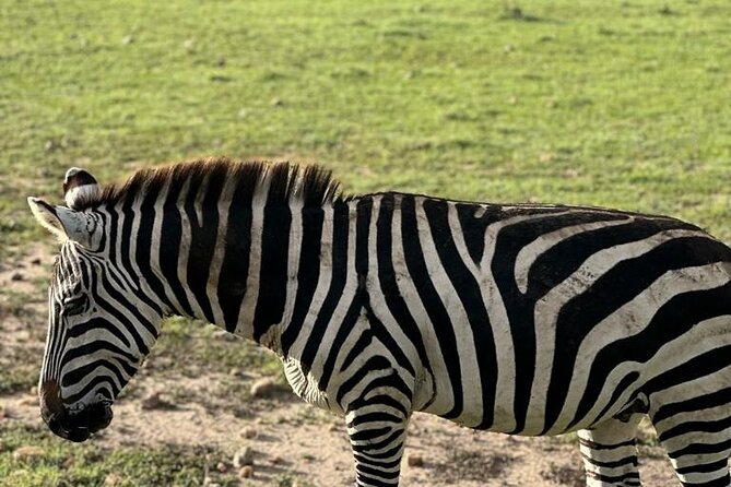 3 Days 2 Nights Masai Mara Road Transport Safari - Day 3: Optional Masai Community Visit, Then Back to Nairobi