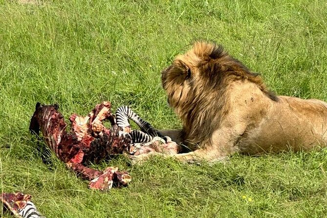3 Days 2 Nights Masai Mara Road Transport Safari - Day 2: Full-Day Game Drive With a Packed Lunch Rhythm