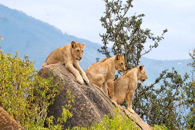 3 Days, 2 Nights Safari - Amboseli National Park and Tsavo West Adventure Safari - Day 2 Tsavo West to Amboseli: morning drives, Maasai village choice, and the sunset payoff