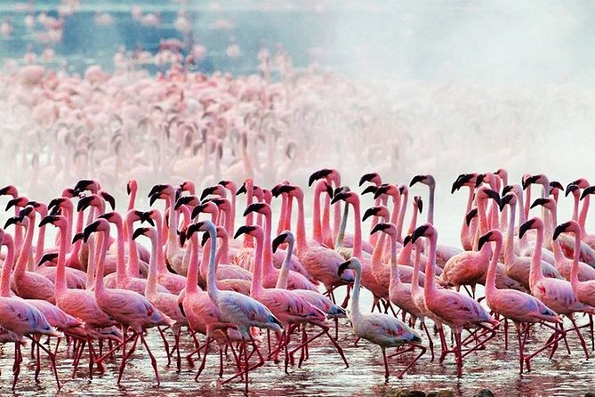 3 Days, 2 Nights Safari - Amboseli National Park and Tsavo West Adventure Safari - Day 3 Amboseli to home: Observation Hill views and a return that still includes game time