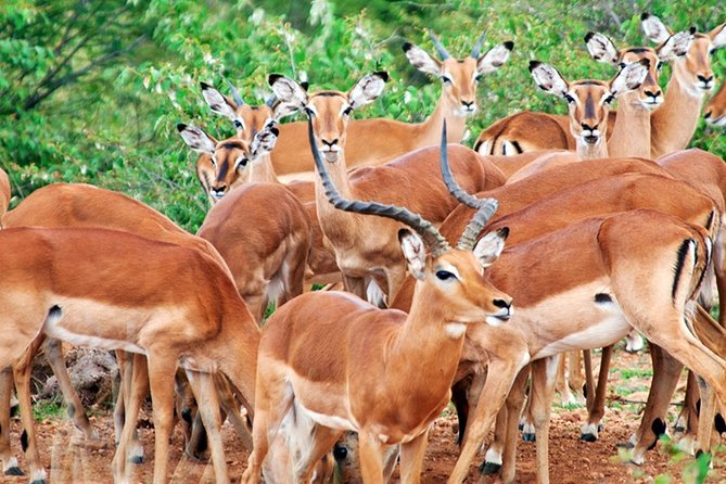 3 Days, 2 Nights Safari - Amboseli National Park and Tsavo West Adventure Safari - Who this safari fits best, and who should think twice