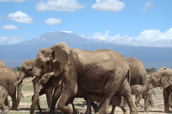 3 days, 2 nights safari to Amboseli National park from Nairobi - Day 3: Enroute Nairobi Drive, Morning Game Time, and a Clean Finish