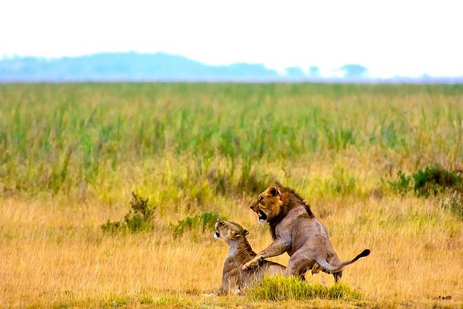 3 days, 2 nights safari to Amboseli National park from Nairobi - Guides You Might Meet: Names That Came Up in Strong Feedback