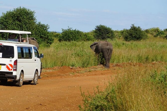 3 Days 2 Nights Safari to Saltlick Lodge from Nairobi - Price Check: Is $851 Good Value for This 3-Day Safari?