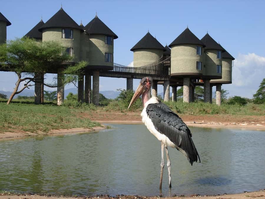 3 days 2 nights saltlick safari from diani/mombasa - Key Things You’ll Notice Right Away