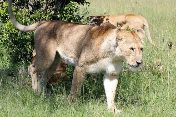 3 Days(2 nights) Tsavo East Tour & Saltlick (Cost based on minimum 2 persons) - Tsavo East and Salt Lick from Mombasa, the smart way to do Kenya big game