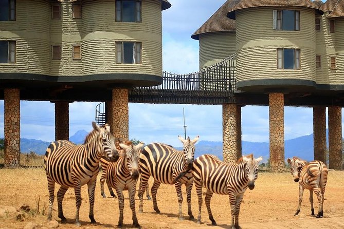 3 Days(2 nights) Tsavo East Tour & Saltlick (Cost based on minimum 2 persons) - Day 1: Bachuma Gate into Tsavo East, first light safari energy