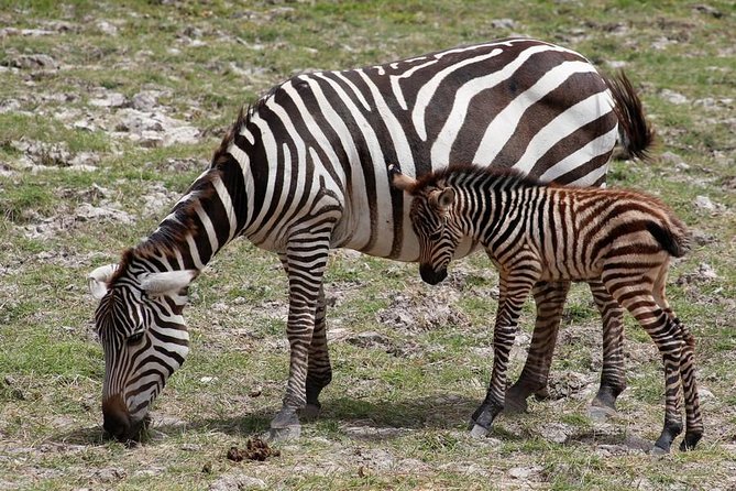 3 Days(2 nights) Tsavo East Tour & Saltlick (Cost based on minimum 2 persons) - Price and logistics: what $987.02 per person buys you