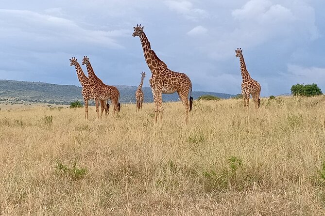 3 Days Adventure Tour in Masai Mara - Price and value: what $990 really covers on this 3-day safari