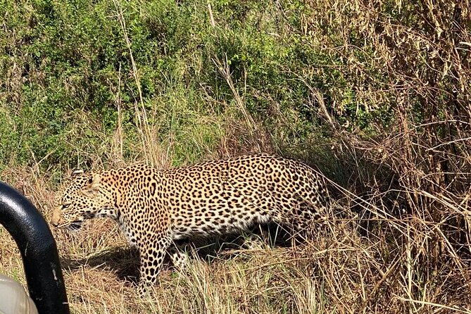 3 Days Adventure Tour in Masai Mara - Best fit: who this Masai Mara adventure works for