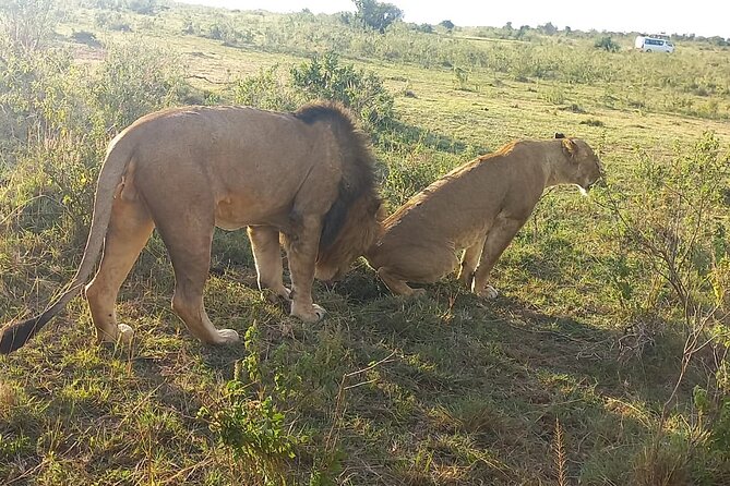 3 Days Adventure Tour in Masai Mara - Day 2 in the Masai Mara heart: your big-five focused nature day