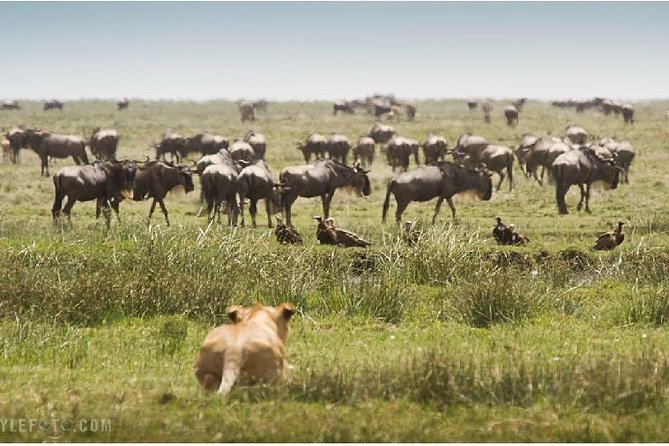 3 Days adventurous Maasai Mara Budget Group Safari - Day 1: Nairobi to Maasai Mara, sunset drives, and camp check-in