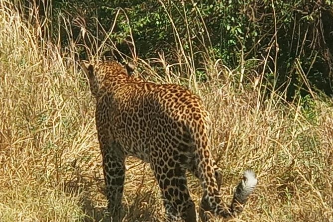 3 Days adventurous Maasai Mara Budget Group Safari - Day 2: Full-day Mara roads, hippo pool lunch, and Big Five chances