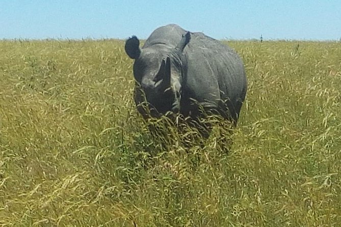 3 Days adventurous Maasai Mara Budget Group Safari - Day 3: Sunrise game drive, breakfast, and return to Nairobi