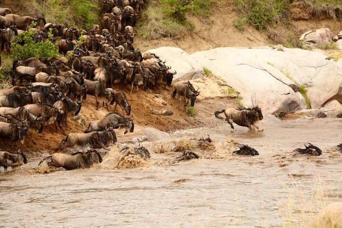 3 Days adventurous Maasai Mara Budget Group Safari - Tented camps with hot showers, and the comfort reality