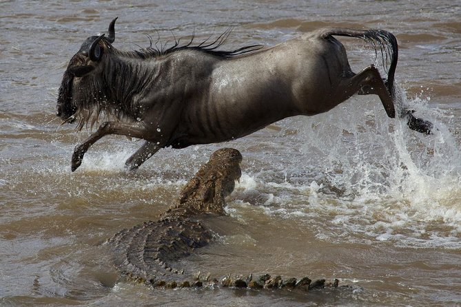 3 Days adventurous Maasai Mara Budget Group Safari - Nairobi pickup, van setup, and what the ride is like