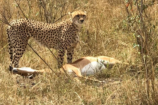 3 days Amboseli, Land of Kilimanjaro - Day 1: Nairobi pickup, Kibo Safari Camp check-in, then your first drive
