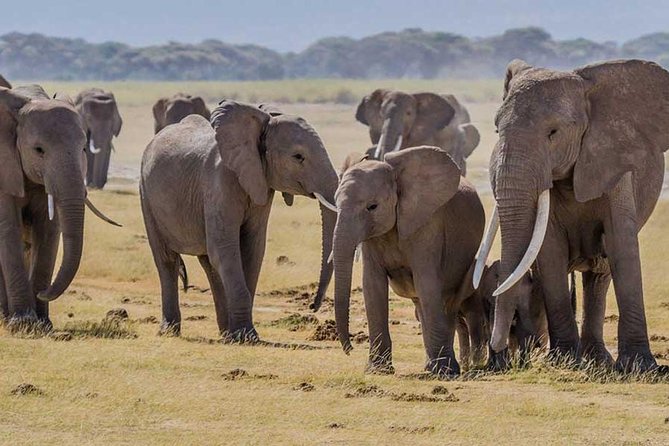 3 days Amboseli, Land of Kilimanjaro - Kibo Safari Camp and the meal plan that keeps costs predictable