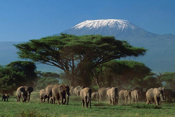 3 days Amboseli, Land of Kilimanjaro - Private game drives: what you gain beyond the marketing