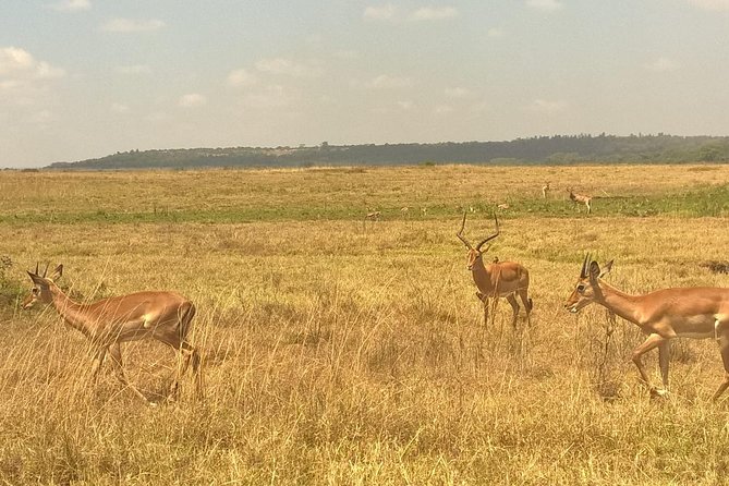 3 Days Amboseli National Park - Day 1: meeting time, first views, and camp atmosphere