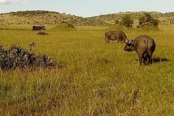 3 Days Amboseli National Park - Day 3: a final round of big views and big ears