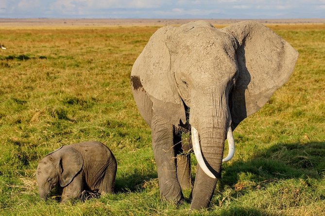 3 Days Amboseli National Park safari - Day 2: Early-Morning Drive Plus an All-Day Circuit and Kilimanjaro Overlook