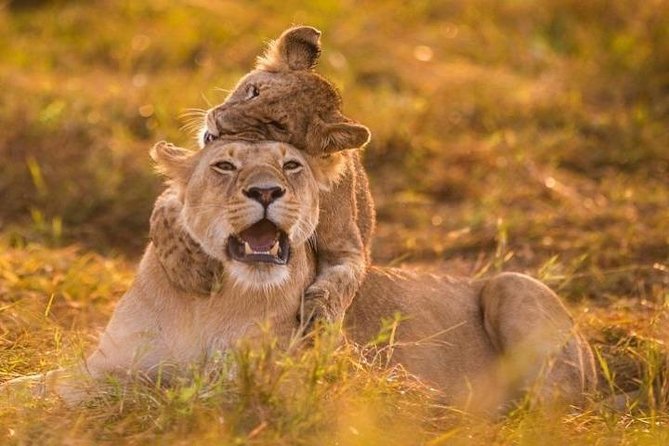 3 Days Amboseli National Park safari - Day 3: Hot Breakfast, Return Drive to Nairobi, and a Final Game Drive Chance
