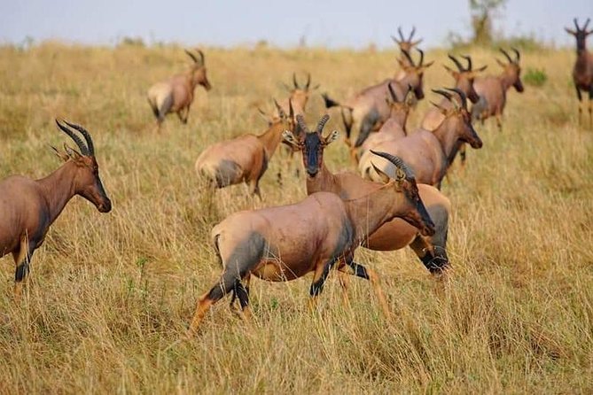3 Days Amboseli National Park safari - Price and Value: What $790 Includes, and Why It Changes the Math