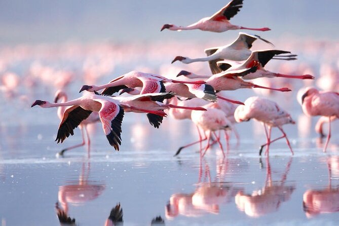 3 Days Amboseli National Park safari - The Wildlife Chances: What You Can Realistically Aim For