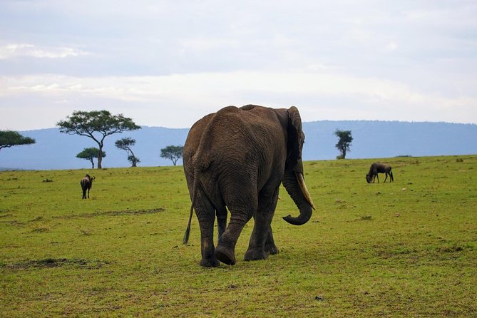 3 Days Amboseli National Park safari - Guides and Customer Care: What to Expect From the People Running the Safari