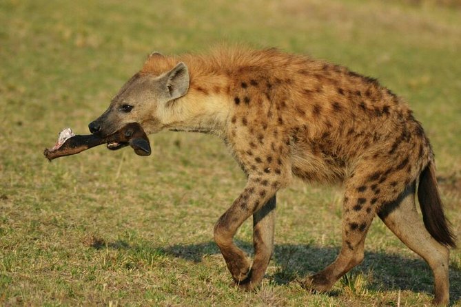 3 Days Amboseli National Park - What makes the group size feel different