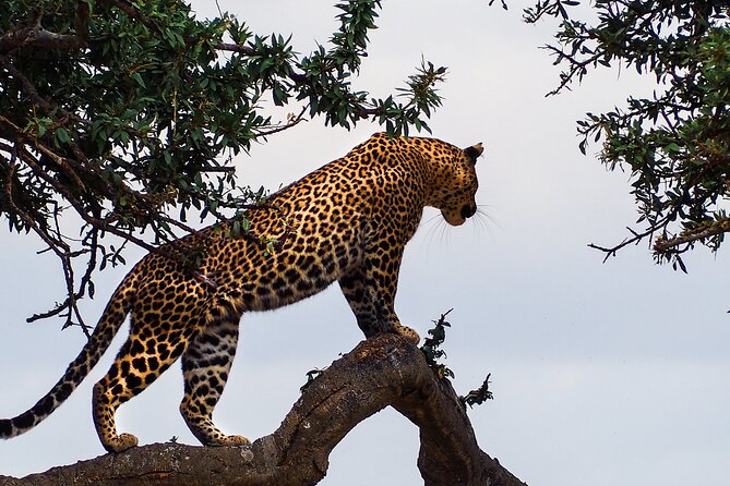 3 Days and 2 Nights Adventure in Masai Mara - Key Highlights You Should Know Before You Go
