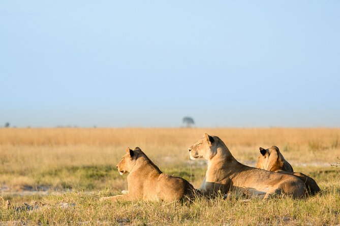3 Days and 2 Nights Adventure in Masai Mara - Nairobi to the Rift Valley, Then Into Safari Mode