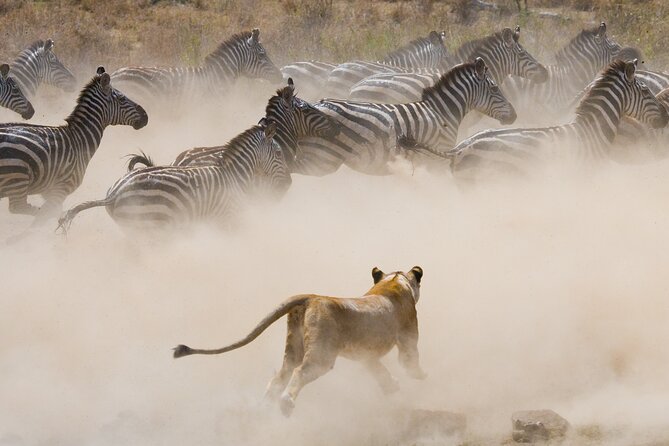 3 Days and 2 Nights Adventure in Masai Mara - What the Included Meals and Park Fees Mean for Your Budget