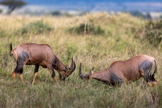 3 Days and 2 Nights Adventure in Masai Mara - Group Size, Privacy, and How That Changes the Experience