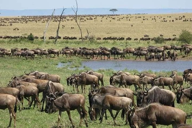 3 Days Budget Masai Mara Safari - Nairobi to the Mara: the early morning plan that keeps your time real