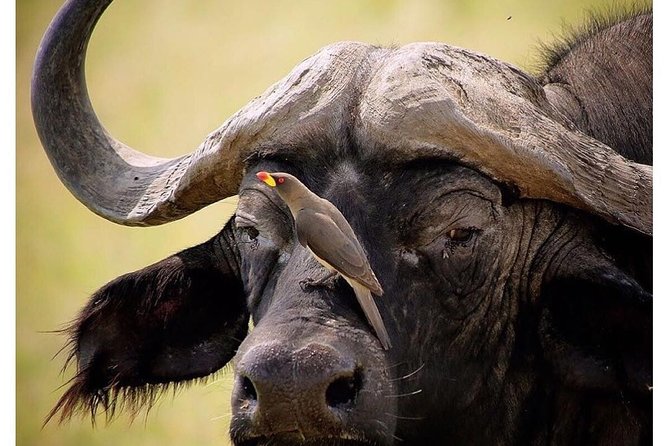 3 Days Budget Masai Mara Safari - Day 3: check out, optional Maasai village time, then back to Nairobi