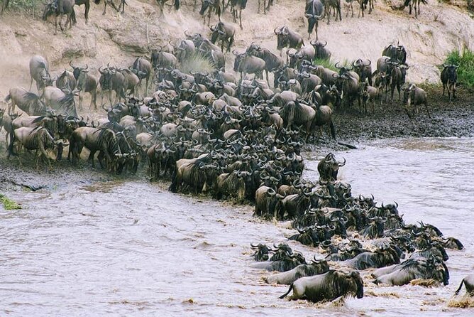 3 Days Budget Masai Mara Safari - Price and value: $320 can be a great deal, if you budget the extras