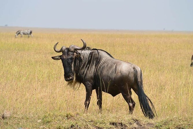 3 Days Budget Masai Mara Safari - Day 1: Rift Valley viewpoints, lunch at camp, and your first real chance at sightings