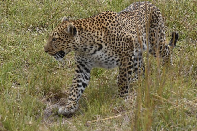 3 Days Gamedrive Safari In Masai Mara From Nairobi - Nairobi to Maasai Mara by way of the Great Rift Valley